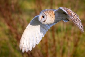 华体会app-暗战巴黎，当莱万在雨夜爆发，澳大利亚在巅峰对决中胜出的隐喻