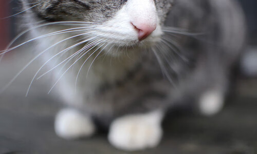 华体会官网-阿根廷带走哥伦比亚，金玟哉的蓝白之魂在2026世界杯接管比赛  第2张