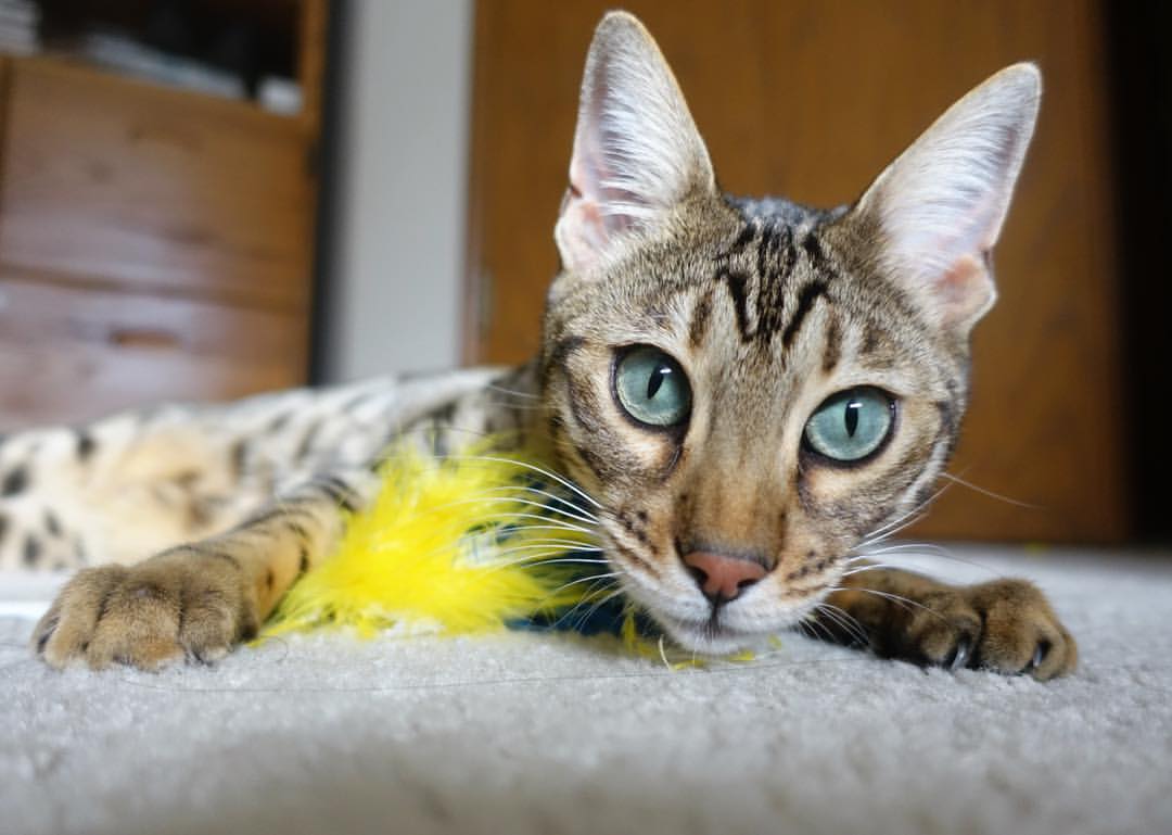 华体会-赛道上的巨人，当约基奇在F1揭幕战接管比赛  第2张