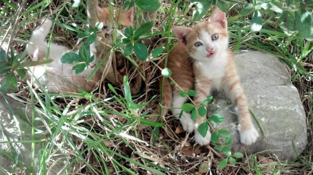 华体会体育-跨越太平洋的绝杀信仰，利拉德与吉林队的硬仗共鸣  第2张